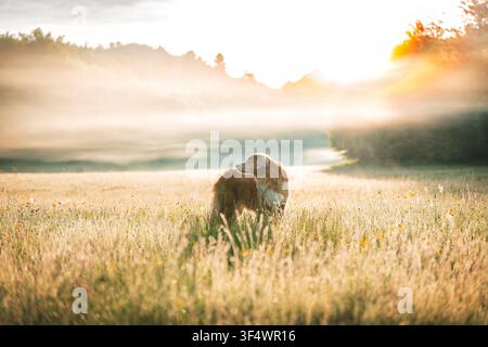 Nova Scotia Duck Tolling Retriever steht in hohem goldenem Gras, beleuchtet von warmem Sonnenauflicht und umgeben von treibendem Morgennebel. Hohe Quali Stockfoto