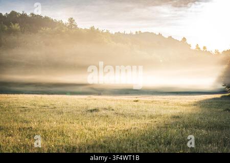 Leere goldene Wiese bei Sonnenaufgang, bedeckt von sanftem Morgennebel, warmes Sonnenlicht scheint über eine friedliche Landschaft. Hochwertiges Foto Stockfoto