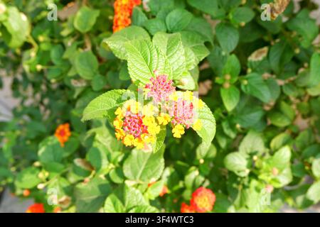 Eine Nahaufnahme eines Lantana-camara-Blütenbüschels mit winzigen rosa, gelben und orangefarbenen Blütchen, umgeben von grünen Blättern in einem tropischen Garten. Stockfoto