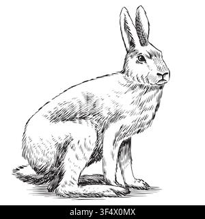Weißes Winterhase handgezeichnete Gravur. Traditionelle Zeichnung Stock Vektor