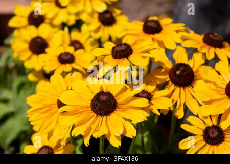 Schöne blühende gelbe Black-Eyed-Susan-Rudbeckia-hirta-Blumen in einem Garten Stockfoto