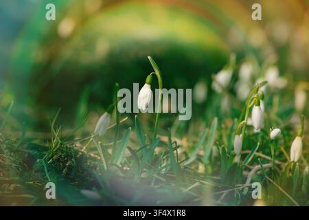 Schneeglöckchen im Garten. Häufige Schneeglöckchen blühen. Der erste Frühling blüht aus dem Schnee. Stockfoto