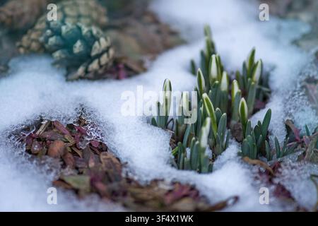 Schöne erste Blumen Schneeglöckchen. Zarte Frühlingsblumen im Frühlingswald. Stockfoto