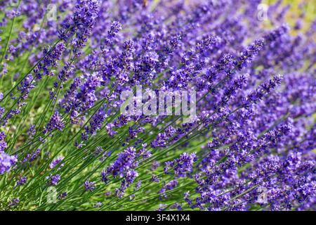 Nahaufnahme von schönen blühenden lila Lavendelblüten auf dem Feld unter hellem Sonnenlicht. Stockfoto
