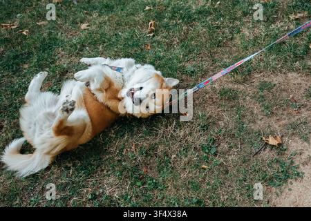Fröhlicher Pembroke Welsh Corgi, der sich während eines Spaziergangs im Freien auf trockenem Gras wälzt. Verspieltes Haustier, das mit einem fröhlichen Ausdruck die Zeit im Park genießt. Stockfoto