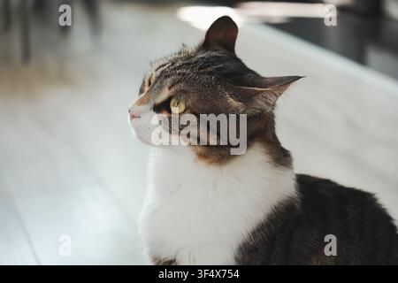 Nahaufnahme-Porträt einer getigerten und weißen Hauskatze, die aufmerksam im Innenraum blickt. Weiches natürliches Licht betont ausdrucksstarke Augen und detailliertes Fell Stockfoto