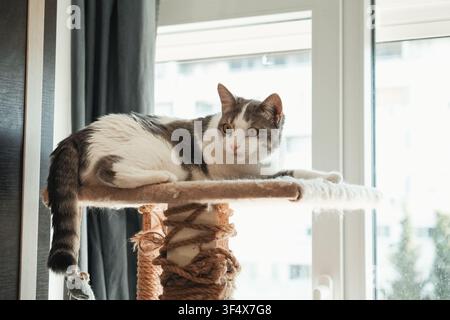 Graue und weiße Hauskatze entspannt auf einem Katzenbaum neben einem hellen Fenster. Friedliches Innenporträt, das Komfort, Neugier und ein gemütliches Zuhause betont Stockfoto