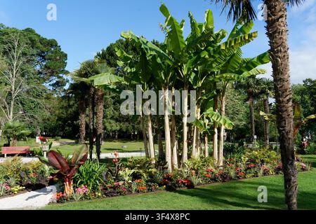 Tropisches Parkdesign mit lebendigen Bananenbäumen und exotischen Pflanzen unter einem klaren Himmel Stockfoto
