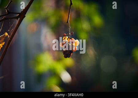 Nahaufnahme eines kleinen Büschels verdorrter Trauben, die von einem Weinast hängen, mit weichem, verschwommenem grünen Blattwerk im Hintergrund bei goldenem Licht der goldenen Stunde. Stockfoto