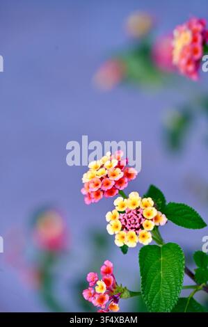 Nahaufnahme von leuchtend rosa und gelben Lantana-camara-Blüten, umgeben von üppigem grünen Blattwerk. Wunderschöner floraler Hintergrund, perfekt für Natur-, Gartenbau-, Botanik- und Sommerkonzepte. Stockfoto