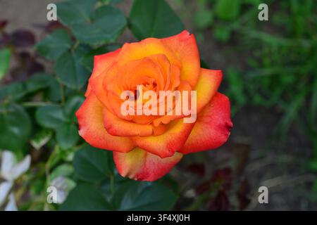 Orange und gelbe Rose, die im Garten blüht, Hochwinkelansicht Stockfoto
