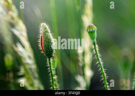 Nahaufnahme von jungen roten Mohnknospen, die zwischen Gräsern im sanften Sonnenlicht wachsen Stockfoto