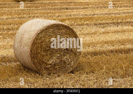Runde Heuballens lagern auf einem abgeernteten Feld im Spätsommer. Agrarlandschaft in der Schweizer Landschaft. Stockfoto