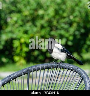 Nahaufnahme einer eurasischen Elster, die an einem sonnigen Sommertag auf einem modernen Gartenstuhl vor einem weichen grünen Hintergrund ruht. Markantes Schwarz-Weiß und Irid Stockfoto