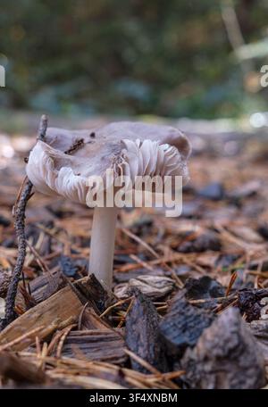 Wilder Pilz mit einem wunderschön strukturierten Hut, der in einem Herbstwald wächst. Stockfoto