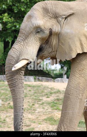 Elefantenporträt, Zooparc de Beauval Stockfoto