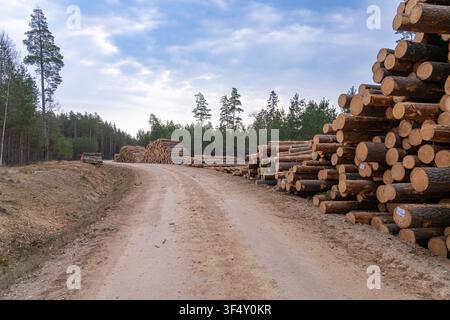 Große Stapel von Kiefernstämmen neben einer Waldstraße in einem bewirtschafteten Holzeinschlagsgebiet, Gemeinde Sigulda, Lettland Stockfoto
