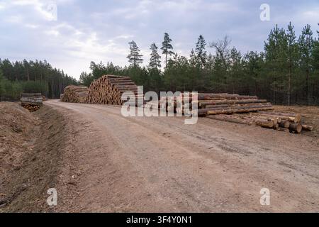 Kiefernholzstapel neben einer Waldstraße in einem bewirtschafteten Holzeinschlagsgebiet, Gemeinde Sigulda, Lettland Stockfoto