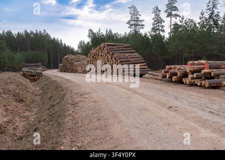 Große Stapel von Kiefernstämmen neben einer Waldstraße in einem bewirtschafteten Holzeinschlagsgebiet, Gemeinde Sigulda, Lettland Stockfoto