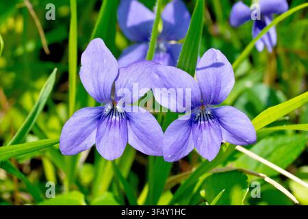 Gemeine Hundsviolette (Viola riviniana), Nahaufnahme, die zwei der gewöhnlichen lila Frühlingsblumen zeigt, die im Gras wachsen. Stockfoto