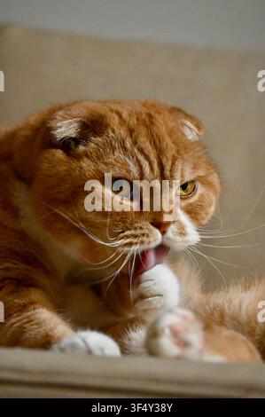 Eine Nahaufnahme einer orangefarbenen getigerten Katze, die auf einem Möbelstück sitzt, nach vorne schaut und ihre Vorderpfote leckt. Stockfoto