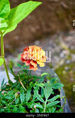 Eine Nahaufnahme einer leuchtend orangefarbenen und gelben Goldblume (Tagetes), die in einem Topf mit grünem Laub blüht, passend für Gartenbau- und Botanikkonzepte. Stockfoto