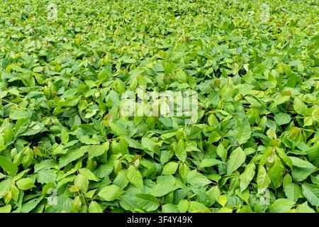 dichte, üppige Bodendecke aus Giftefeu-Pflanzen Stockfoto