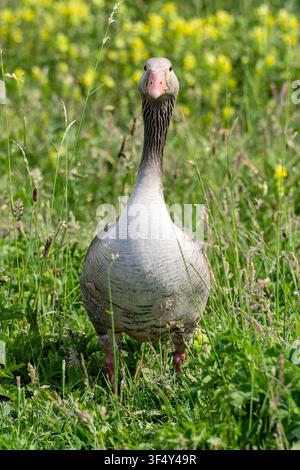 Erwachene Graugans (Anser anser) steht aufrecht in einem Grashalmfeld Stockfoto