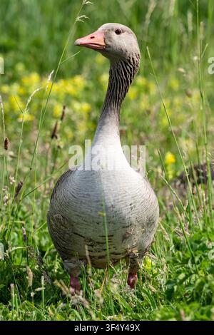Erwachene Graugans (Anser anser) steht aufrecht in einem Grashalmfeld Stockfoto