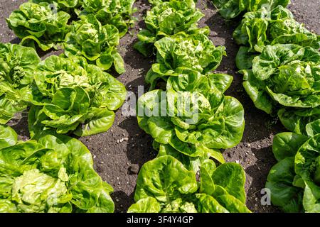 Butterkopfsalat (Lactuca sativa) im Garten Stockfoto