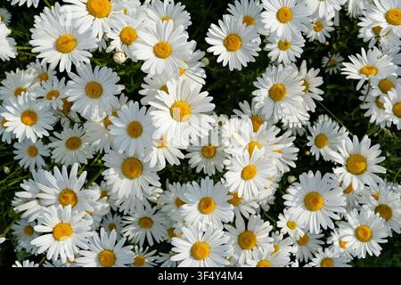 Büschel von Oxaugen-Tulpen (Leucanthemum vulgare) Stockfoto