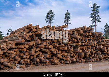 Großer Stapel geernteter Kiefernstämme in einem bewirtschafteten Holzeinschlaggebiet, Gemeinde Sigulda, Lettland Stockfoto