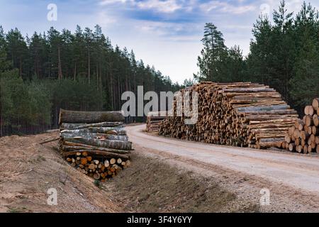 Waldweg, der sich durch gestapelte geerntete Kiefernstämme in einem bewirtschafteten Nadelwald in Lettland schlängelt, und der kommerzielle Forstwirtschaft und Holzernte veranschaulicht. Stockfoto