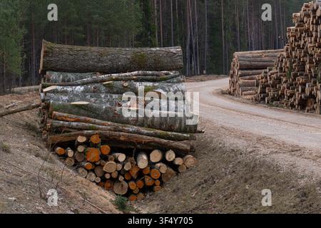Gemischte geerntete Birken- und Kiefernstämme, die neben einer Waldstraße in einem bewirtschafteten Wald in Lettland gestapelt sind, veranschaulichen die kommerzielle Forstwirtschaft und die Holzernte Stockfoto
