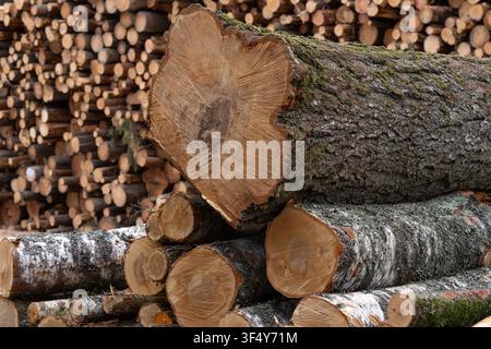 Nahaufnahme eines frisch geschnittenen Kiefernstammes mit sichtbaren Jahresringen und gestapeltem Holz im Hintergrund an einem bewirtschafteten Waldstandort in Lettland. Stockfoto