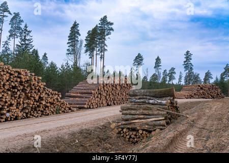 Holzstapel entlang einer Waldstraße in einem bewirtschafteten Holzeinschlagsgebiet mit geerntetem Holz und Kiefernwald Stockfoto