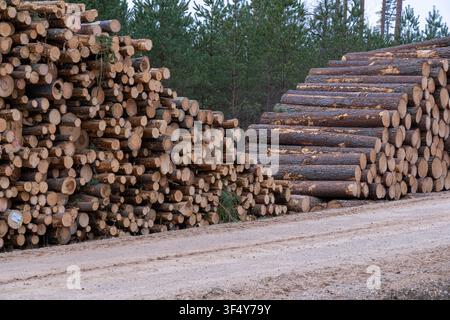 Gestapelte Holzstämme neben einer Waldstraße in einem bewirtschafteten Holzeinschlagsgebiet mit geerntetem Holz Stockfoto