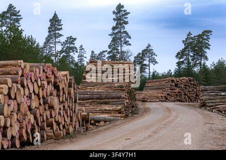 Waldstraße, die mit gestapelten Holzstämmen gesäumt ist, in einem bewirtschafteten Kiefernwald in Lettland Stockfoto