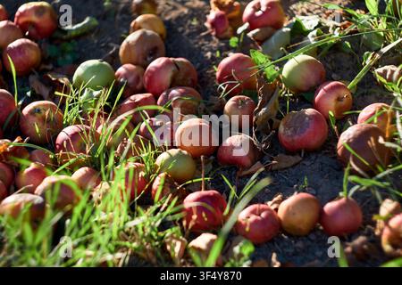 Hohe Nahaufnahme von faulen und verdorbenen Äpfeln, die nach der Erntesaison auf dem Boden und im Gras eines Obstgartens liegen, und die natürliche Zersetzung zeigen Stockfoto