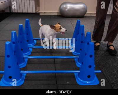 Ein Jack Russell Terrier springt während einer Agilitätsstunde über Hindernisse. Stockfoto
