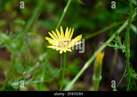Ein detailliertes Makrofoto einer leuchtend gelben Wildblume (Löwenzahn / Ziegenbart), die in einer natürlichen grünen Wiese blüht, mit kleinen Insekten, die auf ihren Blütenblättern kriechen, ideal für Natur-, Umwelt- und Wildtierkonzepte. Stockfoto