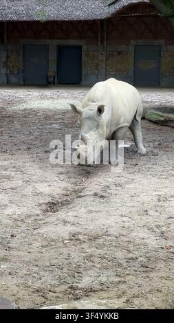 Weißer Nashorn steht auf schlammigem Boden in einem Zoo-Gehege. Einzelner weißer Nashorn geht über ein schlammiges Zoo-Gehege mit einem rustikalen Gebäude im Stockfoto