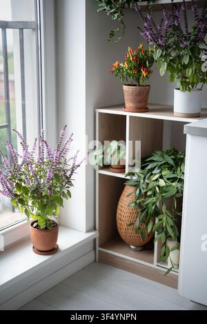 Blühende Zierpflanzen und aromatische Gewürze wachsen in Töpfen, die auf einem Blumenregal in der Küche angeordnet sind. Stockfoto