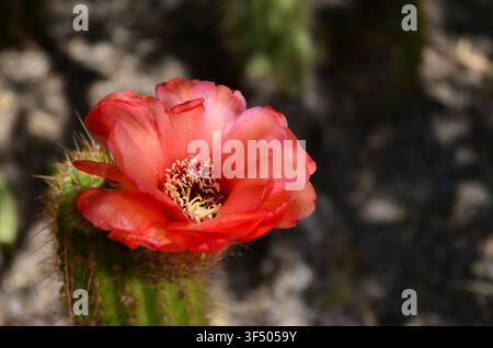 Makrofoto einer leuchtend lachsrosa Igelflor mit unscharfem Hintergrund in Superior, Arizona Stockfoto