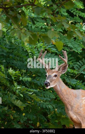 Weißwedelhirsch, Odocoileus virginianus, steht im Schatten nahe Schwarzer Akazienbäume, Robinia pseudoacacia Stockfoto