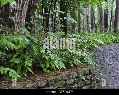 Nasser Waldweg schlängelt sich an einer moosigen Steinmauer vorbei. Farne und Bäume gedeihen in einem feuchten, schattigen Hain. Regentropfen glitzern auf Blättern und Kopfsteinpflaster. Natur Stockfoto