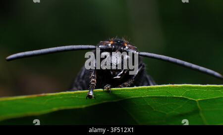 Schwarze Wespe mit orangefarbenem Akzent und langer Antenne auf grünem Blatt Stockfoto