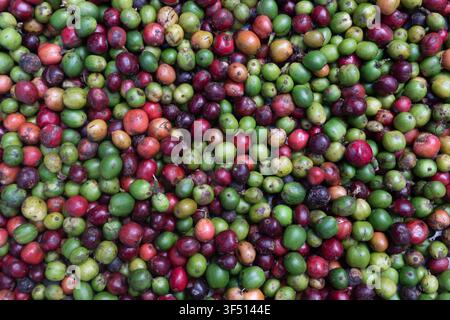 Bunte frische Kaffeebohnen Texturhintergrund für Landwirtschaft, Ernte, Plantage, Kaffeeproduktion Stockfoto