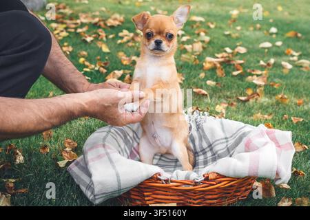 kleiner süßer Chihuahua-Welpe sitzt aufrecht in einem Weidenkorb mit karierter Decke, wird sanft von den Händen einer Person auf grünem Rasen gehalten, der mit Herbstblättern bedeckt ist, Konzept von Fürsorge, Haustieren, Zärtlichkeit Stockfoto