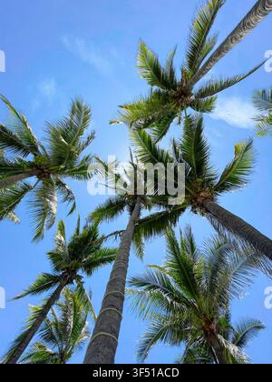 Blick nach oben zu hohen Kokospalmen mit grünen Palmwedeln vor einem strahlend blauen tropischen Himmel, der einen sonnigen Urlaubsparadies einfängt Stockfoto